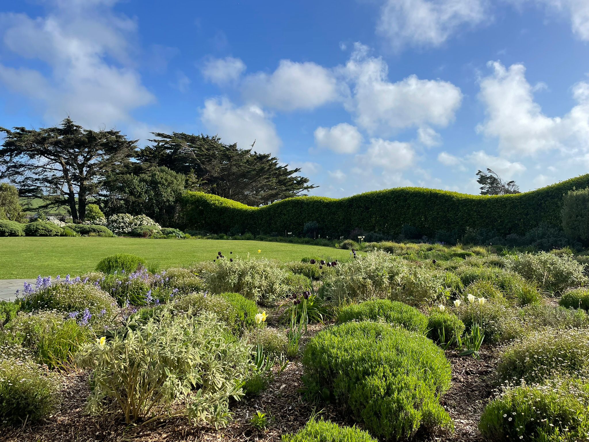 Sunlit lawn and sculpted hedge under blue sky, Cornwall