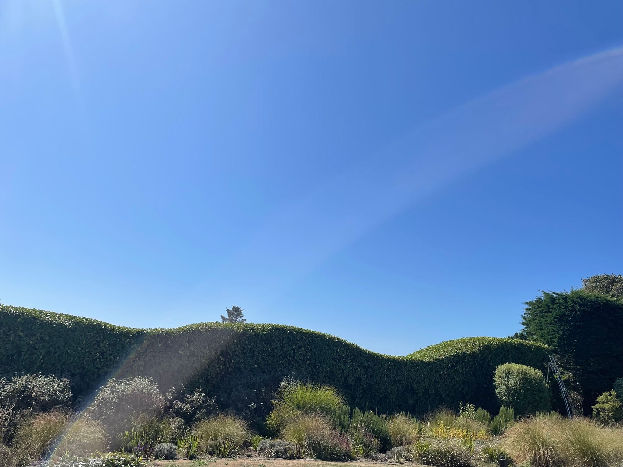 Sculpted hedge under blue sky, Cornwall